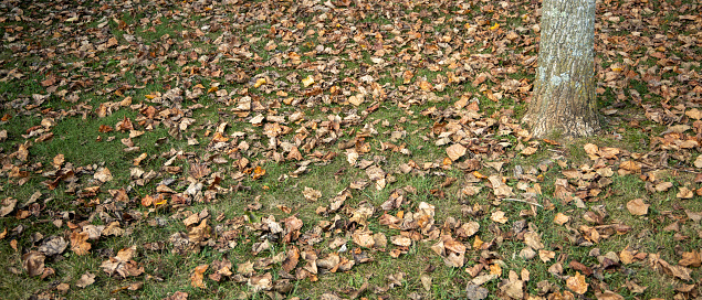 This is a view of leaves on the ground in a public park.  Thus was taken during the middle of summer.