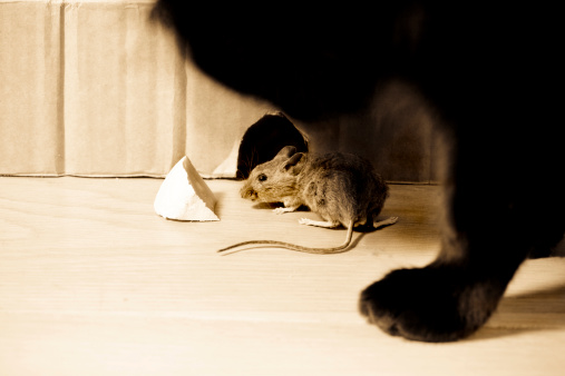 A closeup shot of a black cat catching a mouse