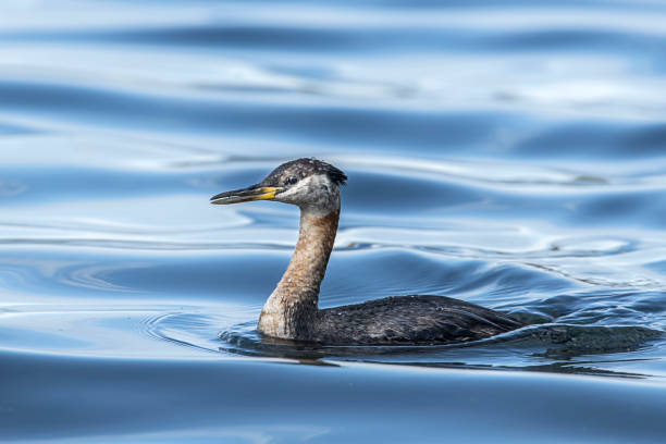 istock Pretty red necked grebe in the water. 1171813156