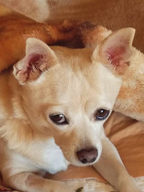 istock Chihuahua laying on a bed 1171813295