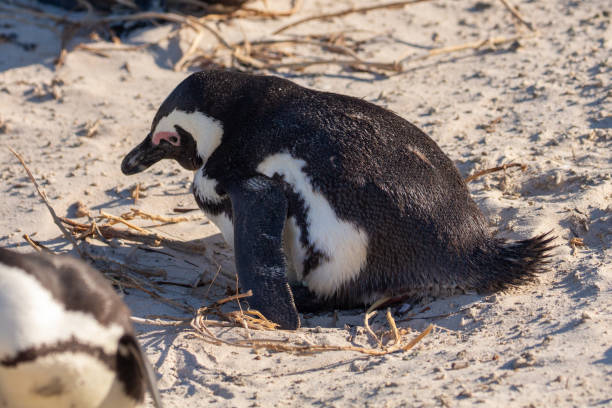 istock Boulders Penguin Colony South Africa 1171814242