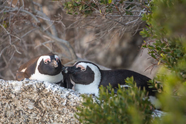 Colony of african penguins (Boulder Beach, Simons Town, South Africa)