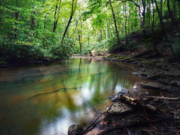 istock Deep in the Woods in Laurel Highlands 1171814649
