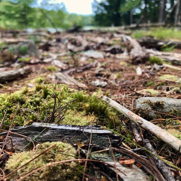 istock Scenes from a Forest  - Northeast USA - Ant’s Eye View 1171821094