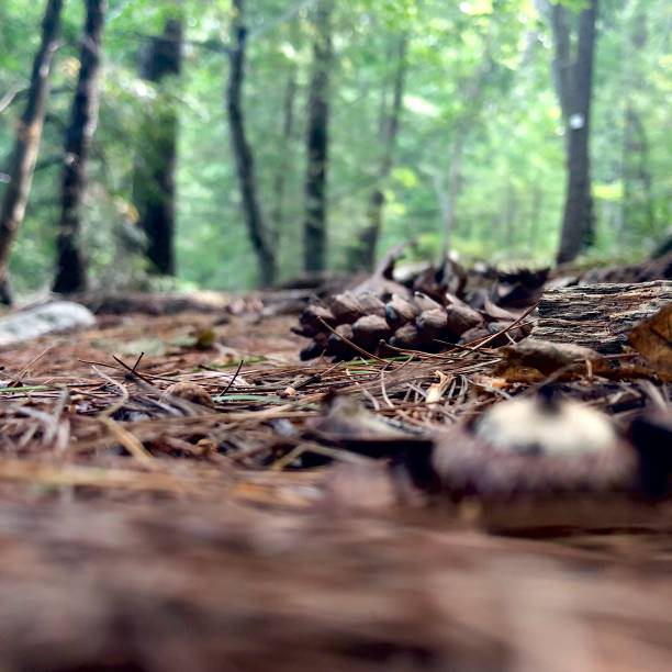 istock Scenes from a Forest  - Northeast USA - Ant’s Eye View 1171821689