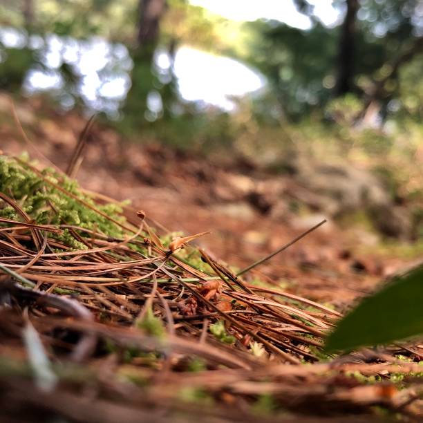 istock Scenes from a Forest  - Northeast USA - Ant’s Eye View 1171821705