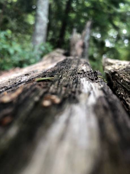 istock Scenes from a Forest  - Northeast USA - Ant’s Eye View 1171821711