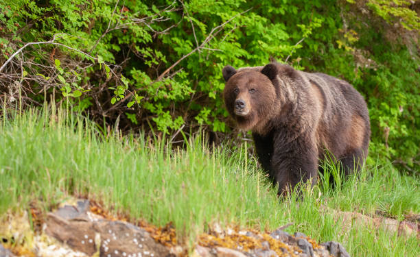 istock Grizzly Bear in British Columbia 1171821788