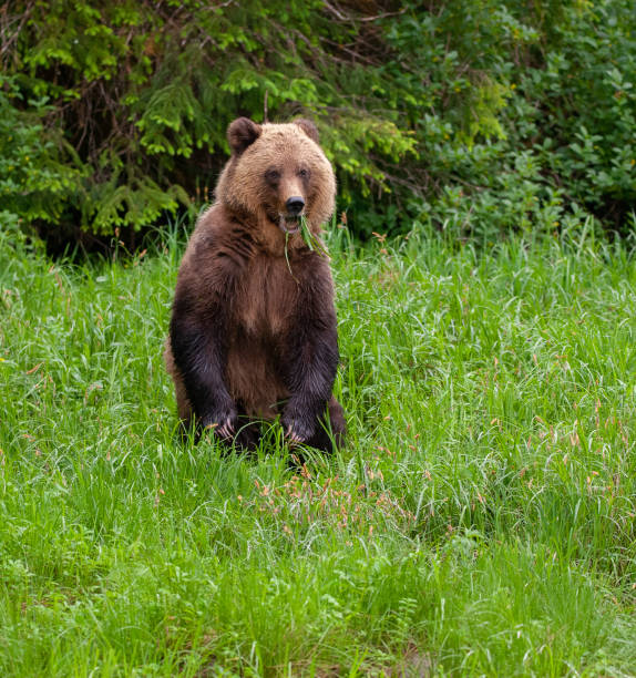 istock Grizzly Bear in British Columbia 1171821850
