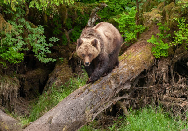 istock Grizzly Bear in British Columbia 1171821858