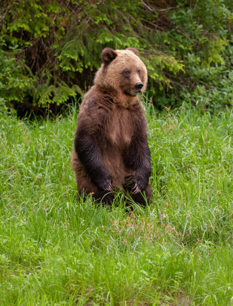 istock Grizzly Bear in British Columbia 1171821869