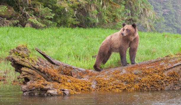 istock Grizzly Bear in British Columbia 1171821876