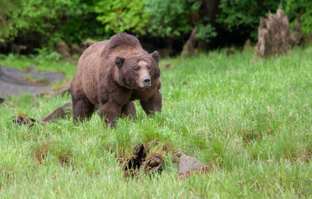 istock Grizzly Bear in British Columbia 1171821922