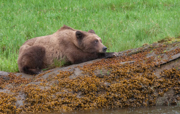 istock Grizzly Bear in British Columbia 1171821933