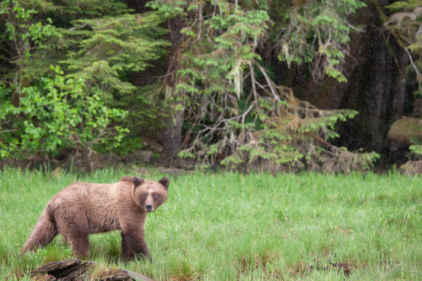 istock Grizzly Bear in British Columbia 1171821960