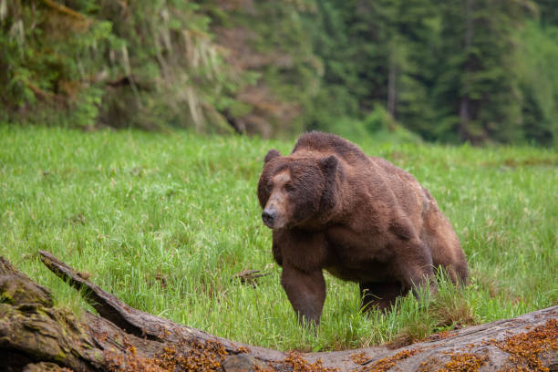 istock Grizzly Bear in British Columbia 1171821987