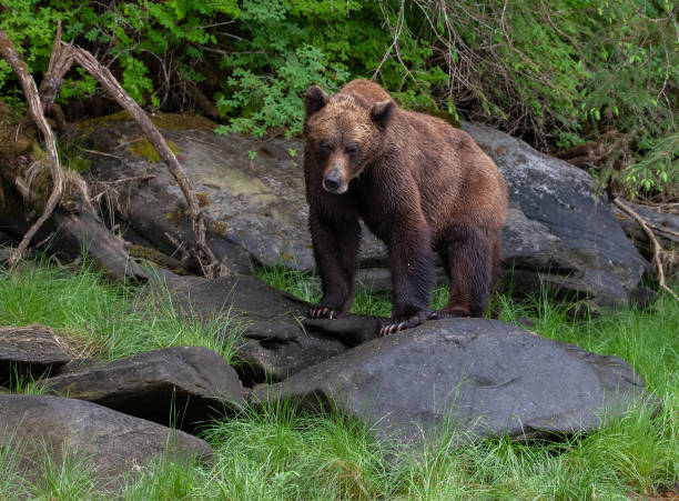 istock Grizzly Bear in British Columbia 1171822012