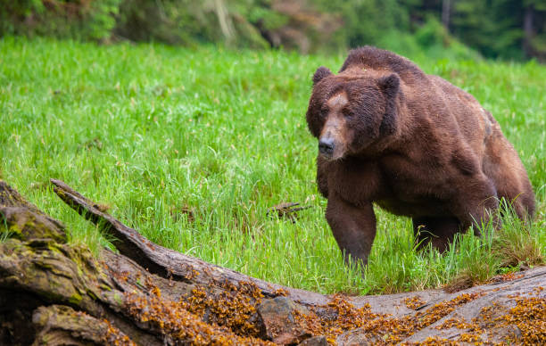istock Grizzly Bear in British Columbia 1171822031