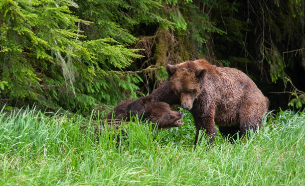 istock Grizzly Bears Mating in British Columbia 1171822032