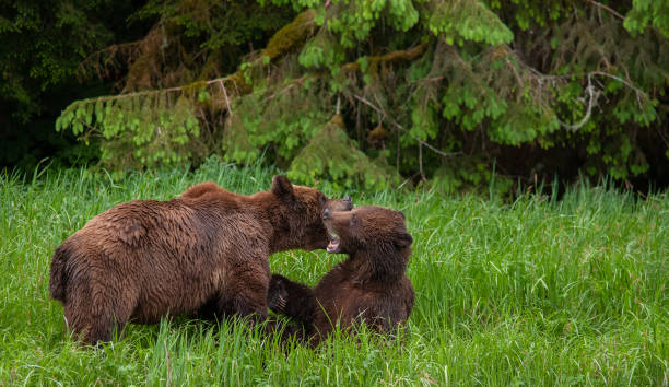 istock Grizzly Bears Mating in British Columbia 1171822035