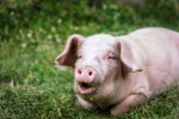 portret świni na wolnym wybiegu ekologicznej hodowli trzody chlewnej - szczęśliwa uśmiechnięta świnia - chow domestic animals animal beautiful zdjęcia i obrazy z banku zdjęć