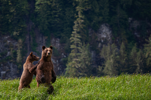 Grizzly bears in the coastal rainforest of British Columbia