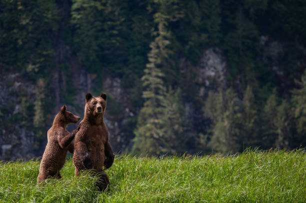 grizzly bear matka i młode w kolumbii brytyjskiej - british columbia rainforest forest canada zdjęcia i obrazy z banku zdjęć