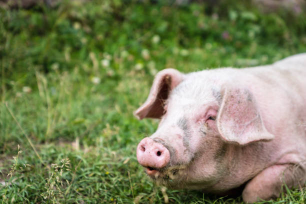 portret świni na wolnym wybiegu ekologicznej hodowli trzody chlewnej - szczęśliwa uśmiechnięta świnia - chow domestic animals animal beautiful zdjęcia i obrazy z banku zdjęć