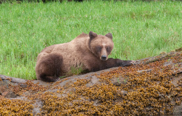istock Grizzly Bear in British Columbia 1171822612