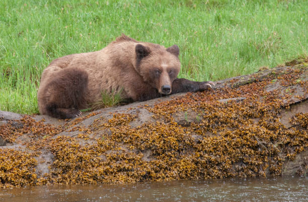 istock Grizzly Bear in British Columbia 1171822648