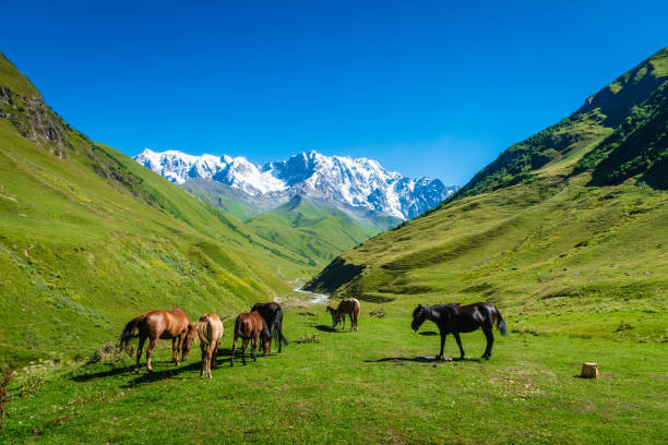 조지아 주 스바네티 지역의 뒤쪽에 슈카라 산이 있는 우슈굴리 풍경 - valley georgia river mountain 뉴스 사진 이미지