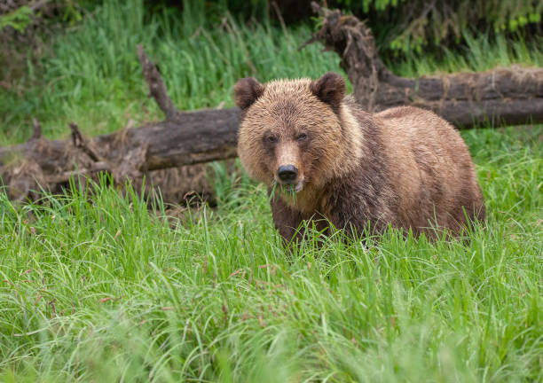istock Grizzly Bear in British Columbia 1171822666