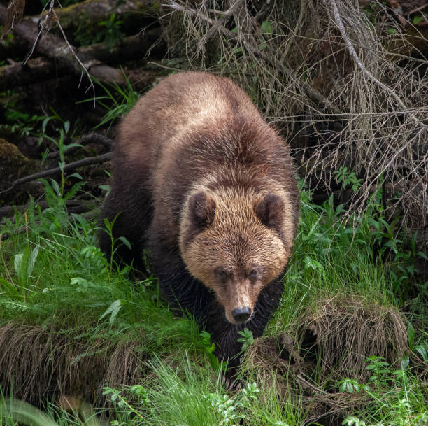 istock Grizzly Bear in British Columbia 1171822675