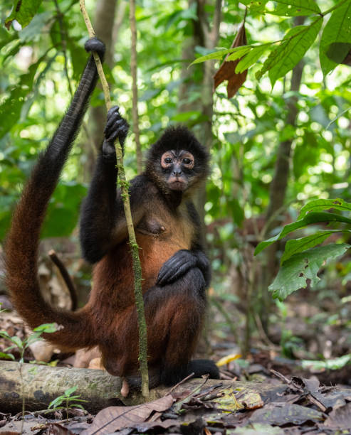 istock Spider Monkey in Costa Rica 1171823539