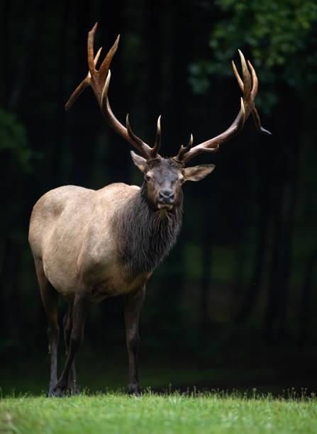 istock Elk in Pennsylvania 1171823580