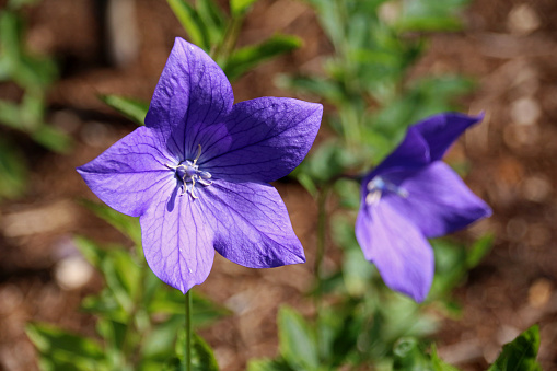 Platydon grandiflorum, commonly known as the balloon flower, is a hardy native to East Asia. Although its natural habitat tends towards the mountains, the balloon follower—often in varieties with colours other than blue—is a common choice in gardens and greenhouses around the world. It's also used for a variety of treatments in traditional Asian medicine.