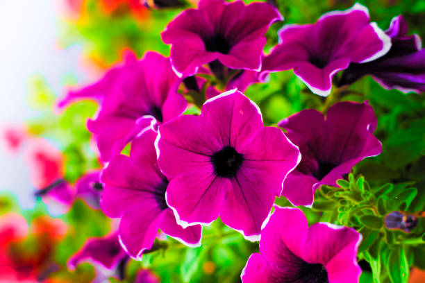 istock Beautiful petunia flowers 1171824507