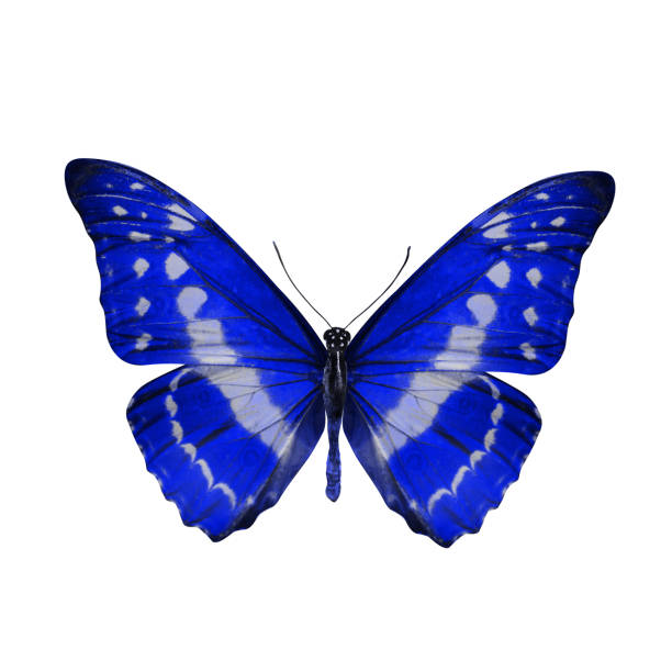 istock tropical blue butterfly. isolated on white 1171824550