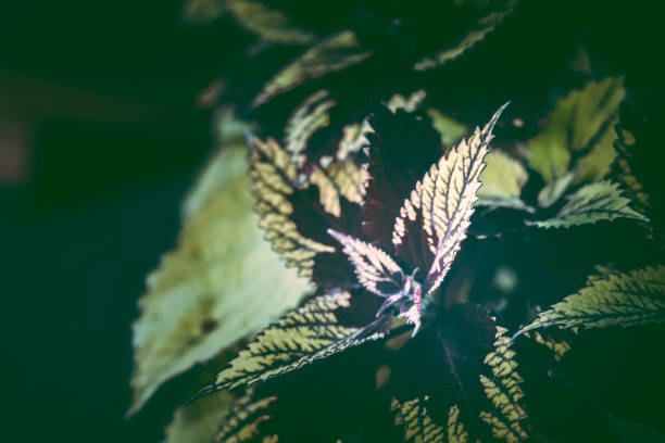 istock Coleus background. Coleus plant close up 1171824831