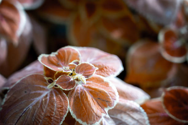 istock Coleus background. Coleus plant close up 1171824832
