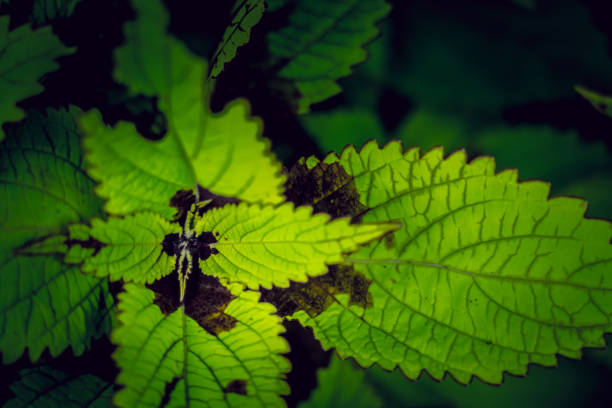 Coleus background. Coleus plant close up