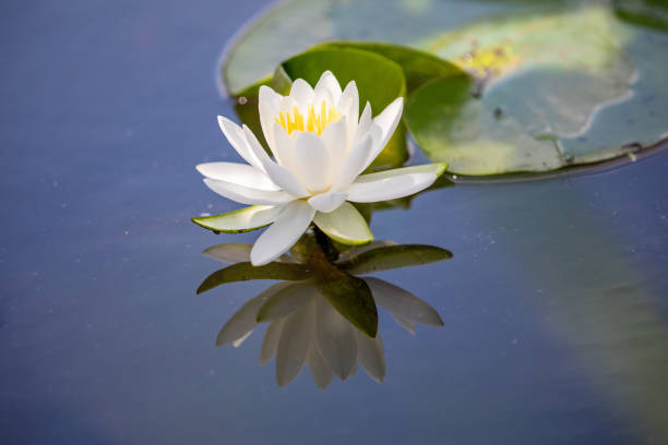 istock Lotus Flower in Bloom 1171826073