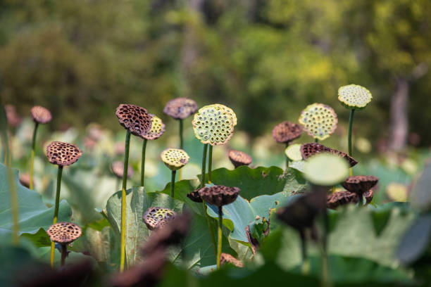 istock Lotus Plant Pods 1171826091