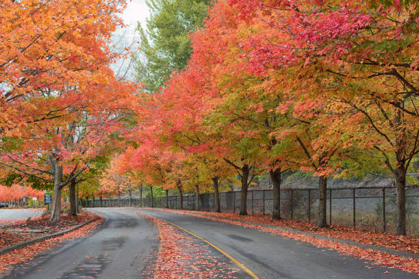 Autumn Road Gene Coulon Memorial Beach Park, Renton Washington tree lined driveway stock pictures, royalty-free photos & images
