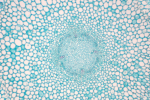 Cross sections of plant root under microscope view for education plant physiology.