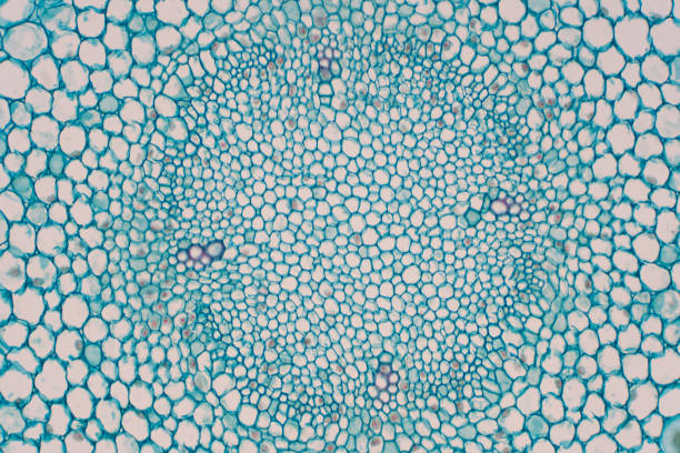 istock Cross sections of plant root under microscope view for education plant physiology. 1171829023
