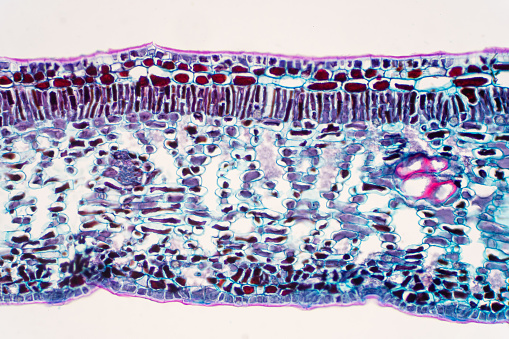 Cross section leaf of Plant under the microscope view for education.