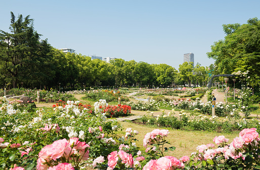 Rose garden in Utsubo Park in Osaka