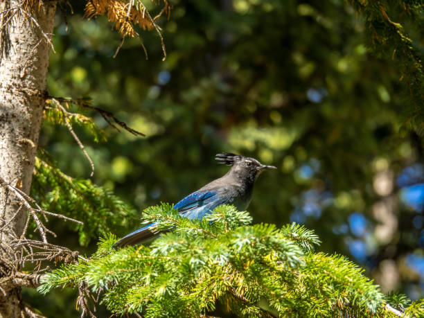 istock Steller's Jay in Evergreen Branches 1171831318