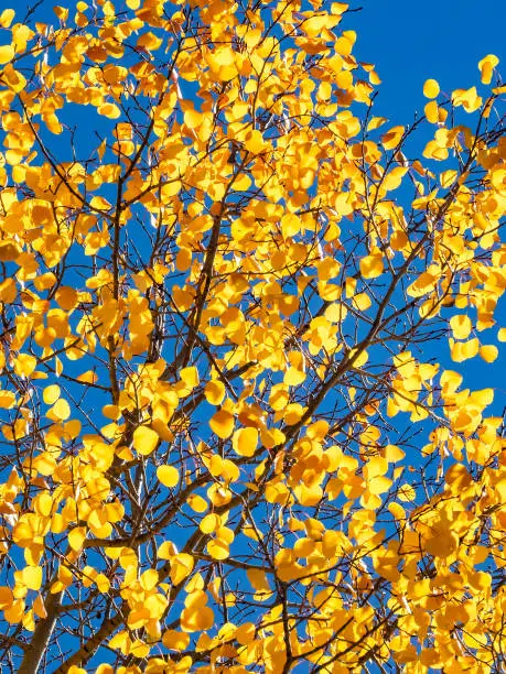 Golden leaves of autumn aspens on a bright blue sky background